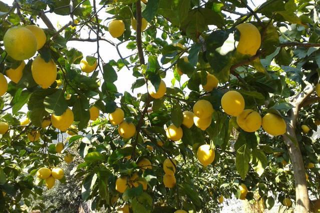 Affittacamere Antonella Monterosso al Mare Exterior foto